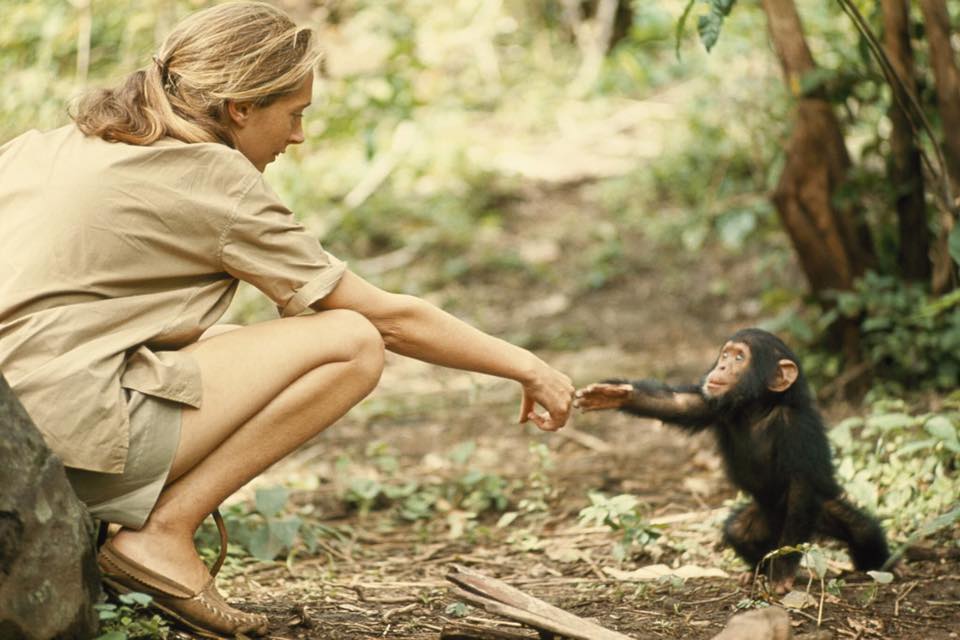 Jane Goodall obituary